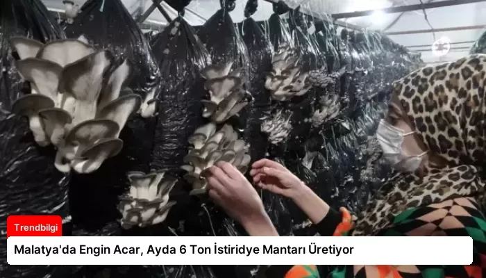 Malatya’da Engin Acar, Ayda 6 Ton İstiridye Mantarı Üretiyor
