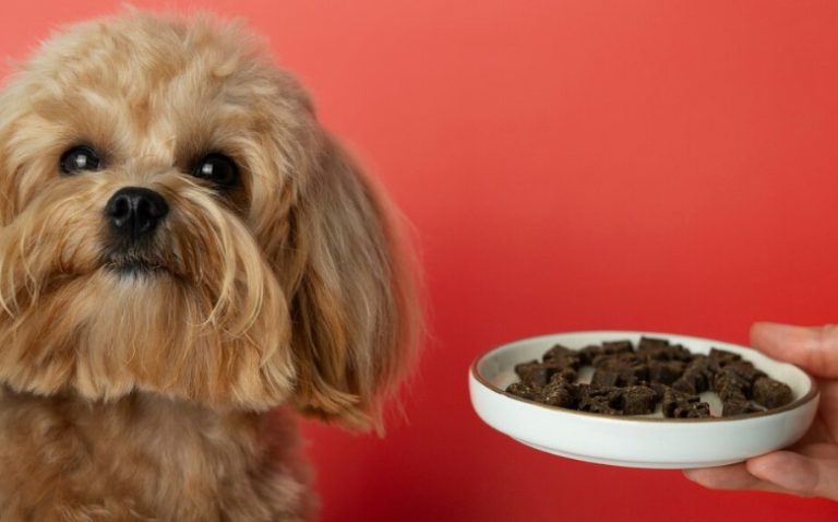 Köpeğinizin Sağlığı İçin Doğru Kuru Mama Seçimi Nasıl Yapılır?