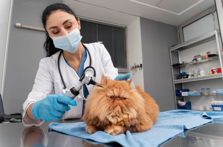 The Vets Hub Evcil Dostlarınızın Yanında