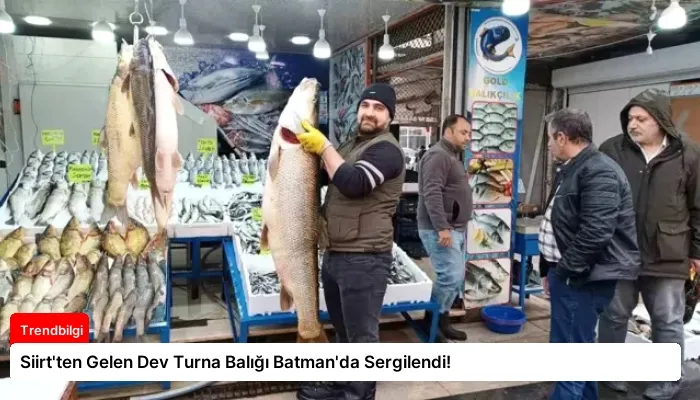 Siirt’ten Gelen Dev Turna Balığı Batman’da Sergilendi!