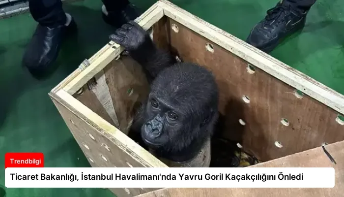 Ticaret Bakanlığı, İstanbul Havalimanı’nda Yavru Goril Kaçakçılığını Önledi