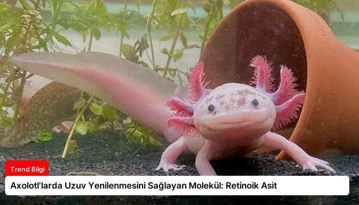 Axolotl’larda Uzuv Yenilenmesini Sağlayan Molekül: Retinoik Asit