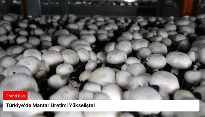 Türkiye’de Mantar Üretimi Yükselişte!