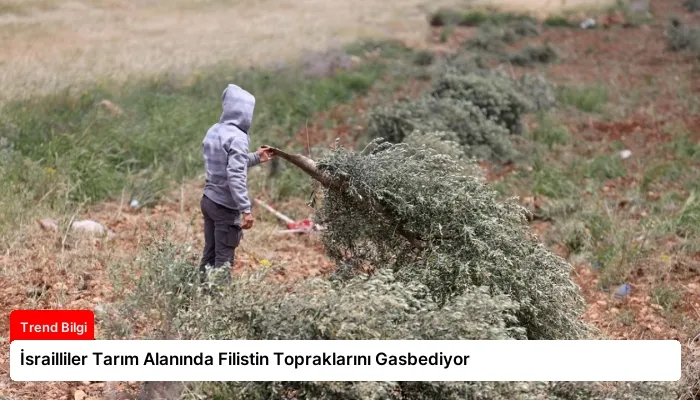 İsrailliler Tarım Alanında Filistin Topraklarını Gasbediyor