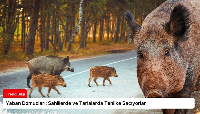 Yaban Domuzları: Sahillerde ve Tarlalarda Tehlike Saçıyorlar