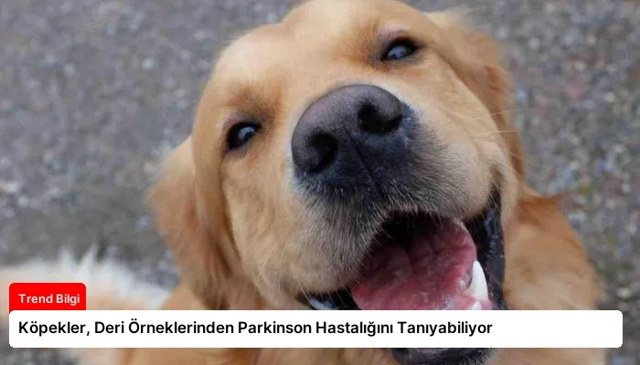 Köpekler, Deri Örneklerinden Parkinson Hastalığını Tanıyabiliyor