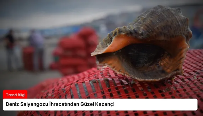 Deniz Salyangozu İhracatından Güzel Kazanç!
