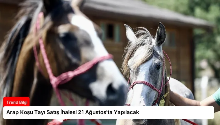 Arap Koşu Tayı Satış İhalesi 21 Ağustos’ta Yapılacak