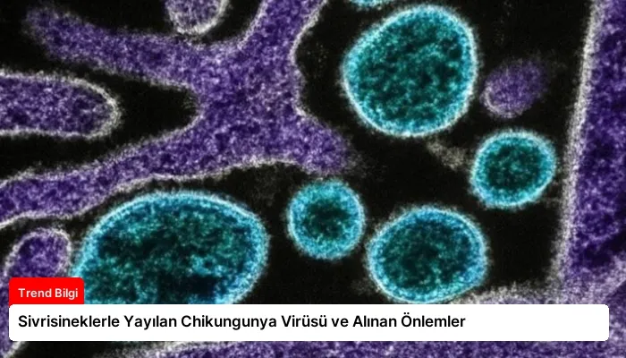Sivrisineklerle Yayılan Chikungunya Virüsü ve Alınan Önlemler