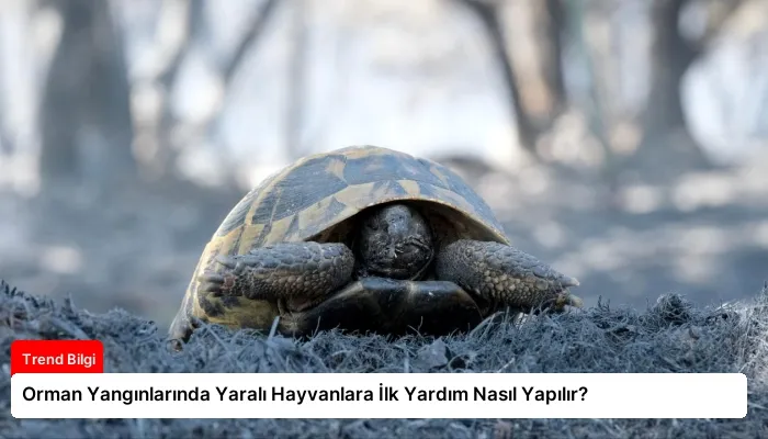 Orman Yangınlarında Yaralı Hayvanlara İlk Yardım Nasıl Yapılır?