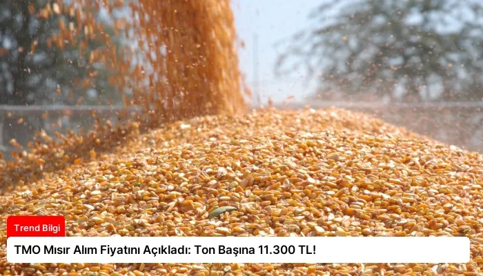 TMO Mısır Alım Fiyatını Açıkladı: Ton Başına 11.300 TL!