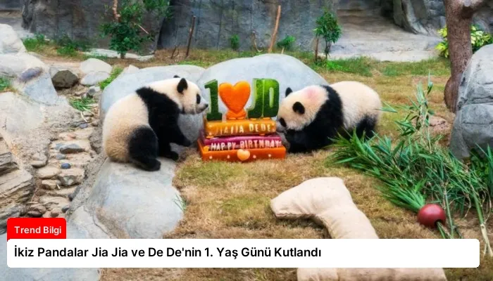 İkiz Pandalar Jia Jia ve De De’nin 1. Yaş Günü Kutlandı