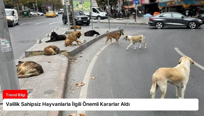 Valilik Sahipsiz Hayvanlarla İlgili Önemli Kararlar Aldı