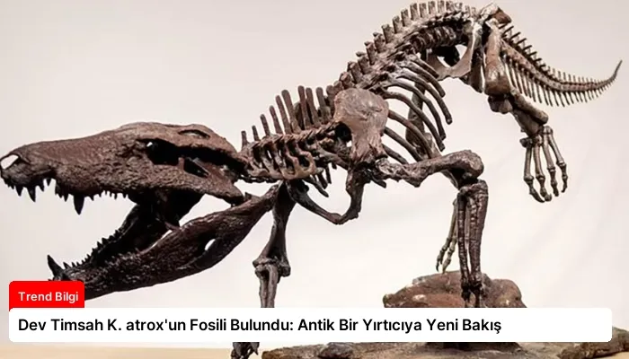 Dev Timsah K. atrox’un Fosili Bulundu: Antik Bir Yırtıcıya Yeni Bakış