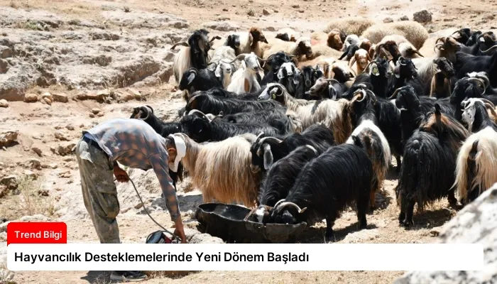 Hayvancılık Desteklemelerinde Yeni Dönem Başladı