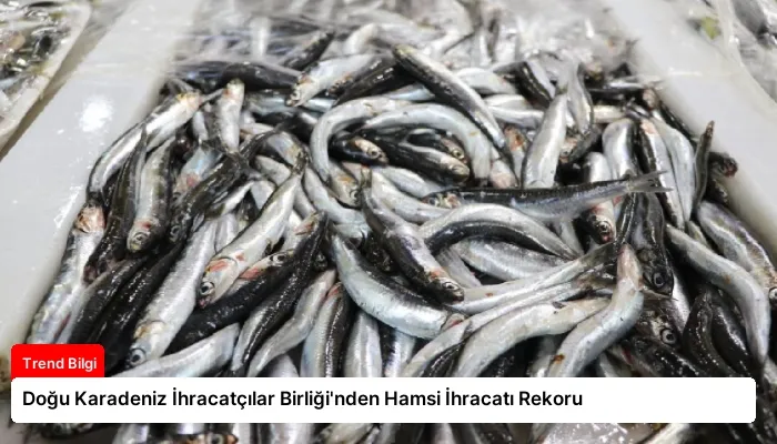Doğu Karadeniz İhracatçılar Birliği’nden Hamsi İhracatı Rekoru
