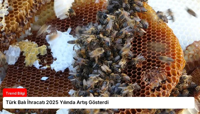 Türk Balı İhracatı 2025 Yılında Artış Gösterdi