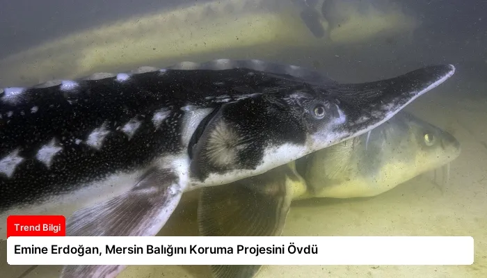Emine Erdoğan, Mersin Balığını Koruma Projesini Övdü
