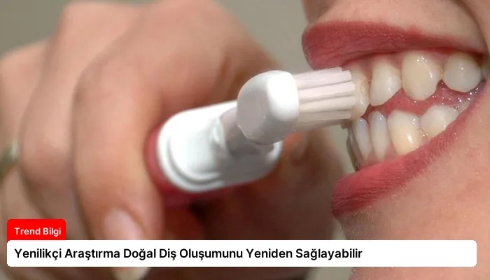 Yenilikçi Araştırma Doğal Diş Oluşumunu Yeniden Sağlayabilir
