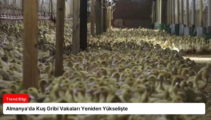 Almanya’da Kuş Gribi Vakaları Yeniden Yükselişte