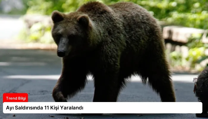 Ayı Saldırısında 11 Kişi Yaralandı