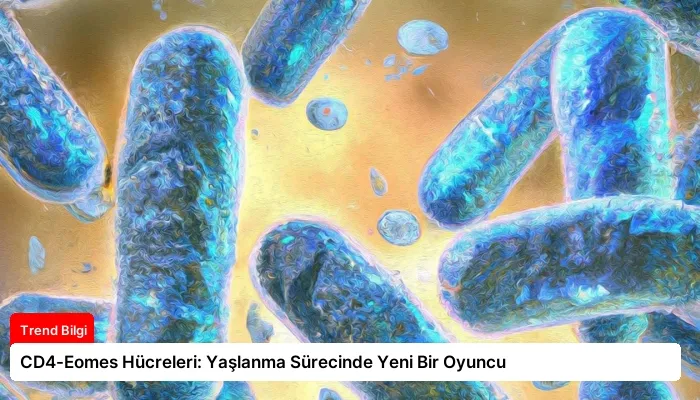 CD4-Eomes Hücreleri: Yaşlanma Sürecinde Yeni Bir Oyuncu