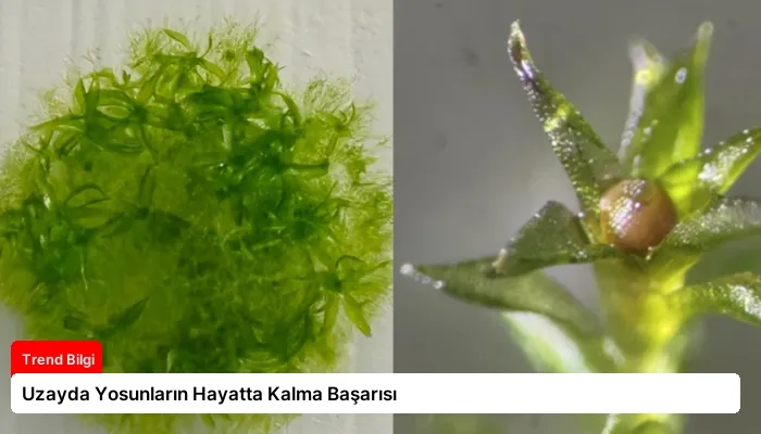 Uzayda Yosunların Hayatta Kalma Başarısı