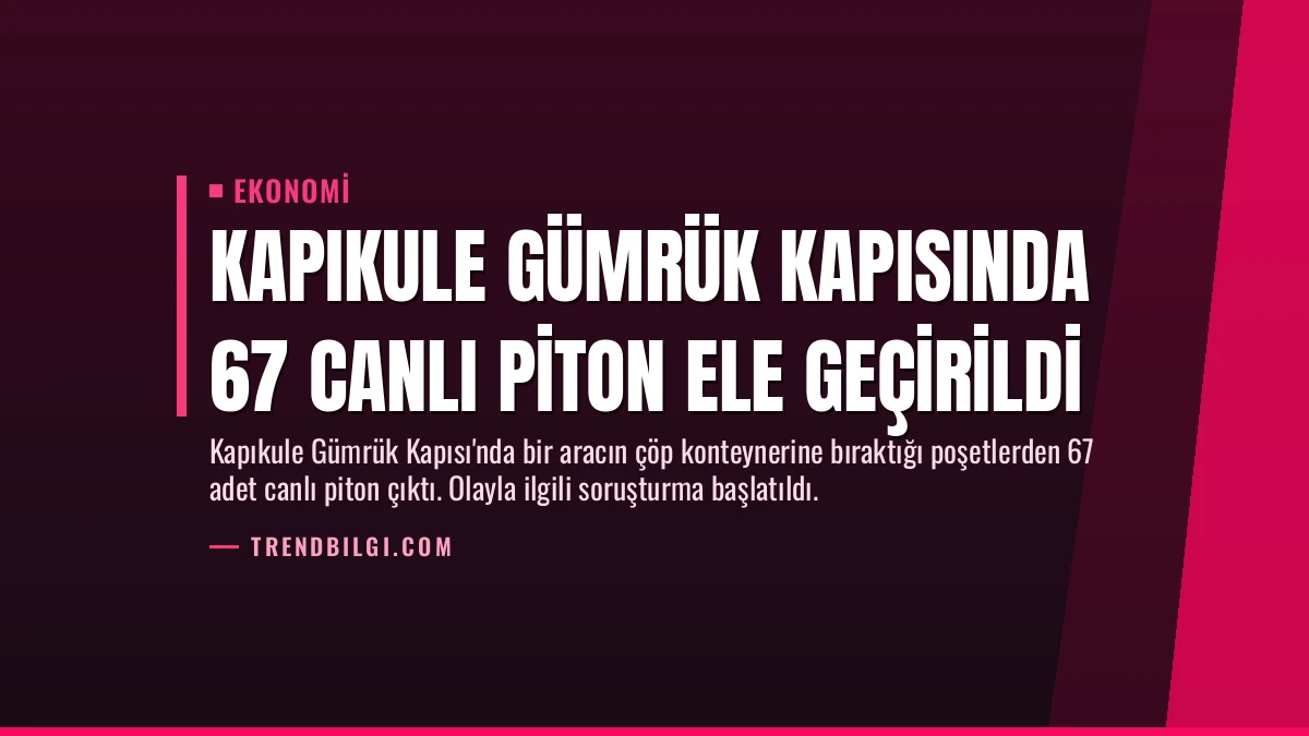 Kapıkule Gümrük Kapısında 67 Canlı Piton Ele Geçirildi